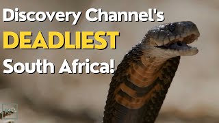 Full Discovery Channel Documentary Marathon Deadliest South Africa [upl. by Allix]