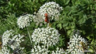 Plus de 30 insectes butinent sur une même quotfleurquot dombellifèreApiacée [upl. by Nesnar]