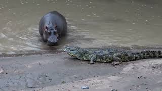 Crocodile vs Hippo  Who Would Win [upl. by Kenleigh]