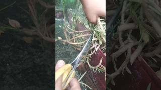 cutting of portulaca plant gardenworld portulaca like subscribe support [upl. by Ahsenahs]