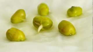 TimeLapse Mung Bean Germination [upl. by Ninahs]