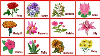 flowers name in english  names of flowers [upl. by Orazal]