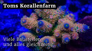 Update aus der Korallenfarm Viele Baustellen alles gleichzeitig  erster Blick auf CoralIDorg [upl. by Otha]