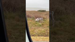 WILD REINDEER IN SWEDEN [upl. by Erle]