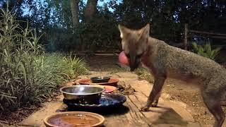 Gray Foxes Nov 05 2024 [upl. by Gerius]