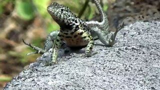 Lava Lizard Lagartija de Lava [upl. by Yngad]