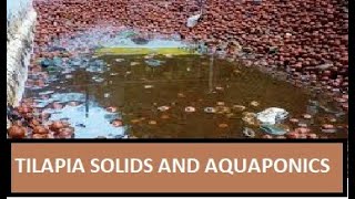 SOLIDS IN AQUAPONICS SETUP [upl. by Alrick]