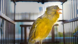 Spanish Timbrado Canary with beautiful haircut Powerful Canary s song for Training [upl. by Eimorej]