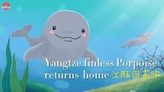 Yangtze Finless Porpoise Returns Home [upl. by Zebadiah619]