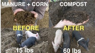 Earning  With Compost amp Pigs on Your Homestead [upl. by Larrej]