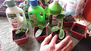 Complete Guide for Growing Cucumbers Seed Starting Transplanting Fertilizing Trellsing amp Pests [upl. by Tybald854]