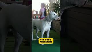 Doberman vs Dogo Argentino [upl. by Ziwot]