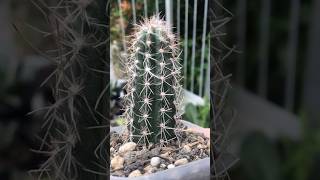 Pilosocereus Pringlei top cut’s root start growing after few weeks dorman cactaceae pilosocereus [upl. by Guibert880]