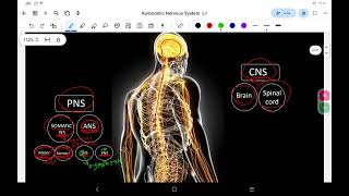 autonomic nervous systempart 1 [upl. by Silrak]