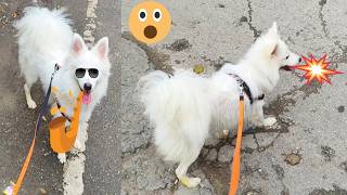 Indian spitz dog vlog  Japanese spitz dog  Indian spitz dog puppy  😱😱 daily vlogs [upl. by Rot]