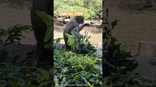 So cute animals short funny animals monkey [upl. by Iruam845]