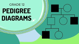 Pedigree Diagrams [upl. by Anderson]