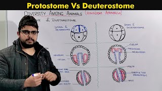 Protostomes and Deuterostomes Developments In Animals [upl. by Githens]