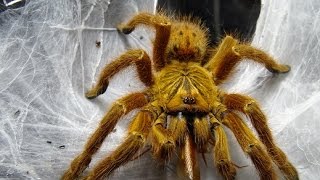 タランチュラの怒らせ方 Very angry（Pterinochilus murinus） [upl. by Leba]