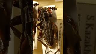 Longhorn Beetles Cerambycidae amp Friends in Insect Collection Kyiv Ukraine amp Kazakhstan [upl. by Acim26]