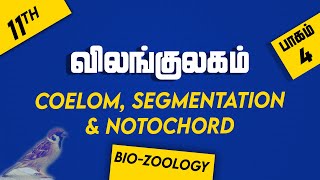 11th BIOZOOLOGY  Chapter 2  PART 4  Kingdom Animalia  Coelom Segmentation amp Notochord [upl. by Sokul]