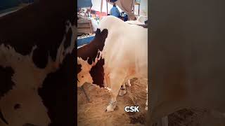 Beautiful Bull 🐄 2024 💕🔥  shorts viral trending bakraeid cowmandi cattlefarm qurbani cow [upl. by December793]