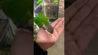 Yellow Sided Conour tame 💚 birds lovebirds lovebirdslovers parrot youtubeshorts viralshort [upl. by Rasure5]