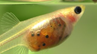 The Amazing SeeThru Glass Belly Guppy [upl. by Medea]