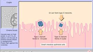 Life cycle of Cryptosporidium parvum [upl. by Yticilef]