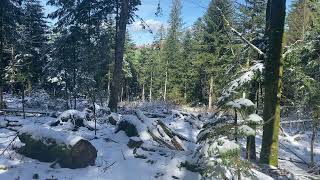 RELAX WHILE THE SNOW IS MELTINGRelaxing Forrest Ambience For Deep Work And Meditation1 HOUR [upl. by Ahsek93]