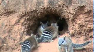 Numbat young [upl. by Htebsil844]