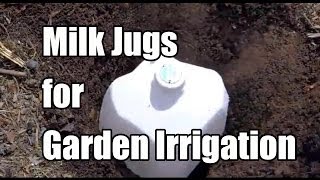 Repurposing Milk Jugs as Ollas  Water Irrigation in the Garden [upl. by Ikcim]