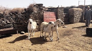 خرفان صغيرة في السن صردية قوية  Eid Al Adha 2017 [upl. by Tabbie]