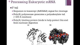 181Processing mRNA [upl. by Boothe]