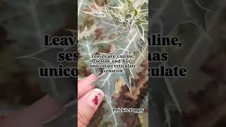 PapaveraceaePrickle Poppy Part2 youtubeshorts biology botany plants [upl. by Rozanna]