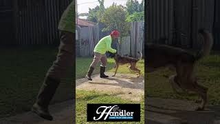 Imprinting with BMKoj basicobediencetraining belgianmalinois servicedog [upl. by Brittney]