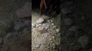 Amazing giant octopus and crab fishing fish crabing [upl. by Tita531]