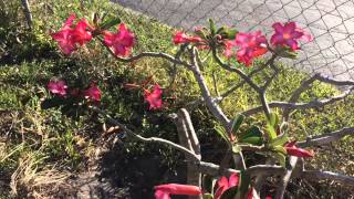 How to Grow a Desert Rose plant growing in Florida [upl. by Viviene]