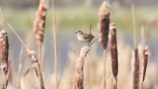 Birding in Dawson Creek [upl. by Nevil]