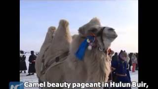 Camel beauty contest in N China [upl. by Shah]