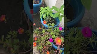 Portulaca Plant Careyoutubeshorts gardening plantvibes portulaca [upl. by Ecirtael930]