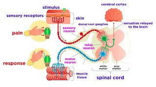 The Peripheral Nervous System Nerves and Sensory Organs [upl. by Centeno]