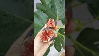 Why You Should Eat Figs Every Day satisfying shorts [upl. by Chadwick]