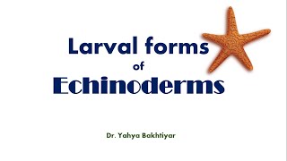 8 Larval Forms of Echinoderms Larvae of Echinodermata [upl. by Aianat]