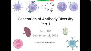 Immunology Fall 2022 Lecture 9 Generation of Antibody Diversity 1 [upl. by Esidnak]