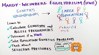 HardyWeinberg Equilibrium  iBiology amp Youreka Science [upl. by Caiaphas]