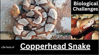 Copperhead Snake [upl. by Cristian]