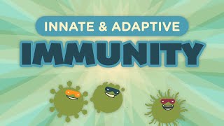 Innate amp Adaptive Immunity [upl. by Barnum]