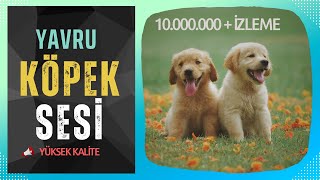 Yavru Köpek Sesi  Yavru Köpek Havlaması  Hayvanları Tanıyalım  Eğitici Ses [upl. by Ellehsram]