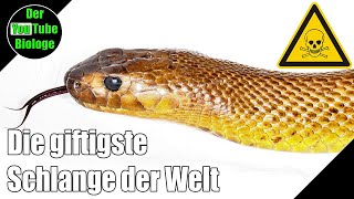 Giftigste Schlange der Welt – Taipan Gift Wirkung [upl. by Griffiths]